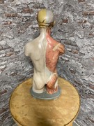 style Anatomical Human body  in paper mache, European