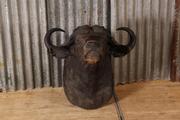 style Retro vintage buffalo head in Real buffalo