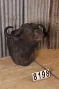 style Retro vintage buffalo head in Real buffalo