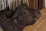 style Retro vintage buffalo head in Real buffalo